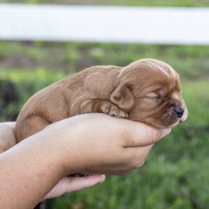king cavalier ruby for sale