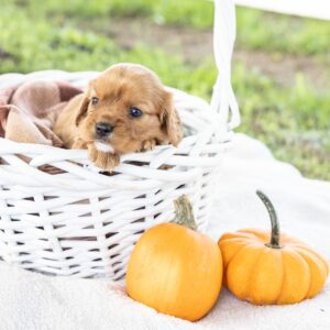 king cavalier ruby for sale near me