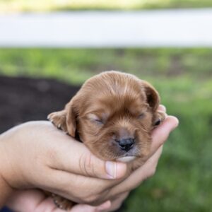 king cavalier ruby for sale near me