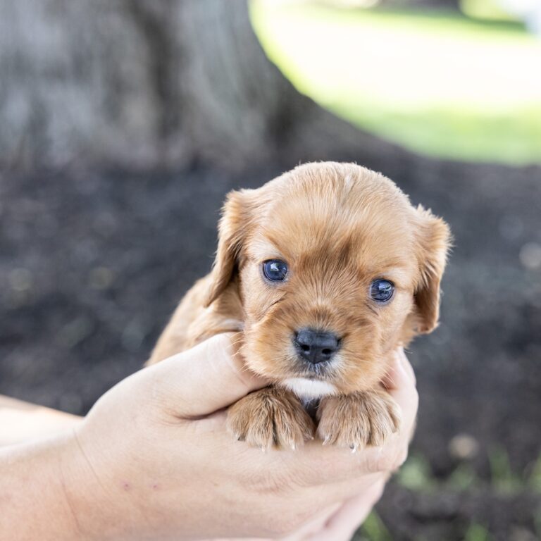 king cavalier ruby for sale near me ny