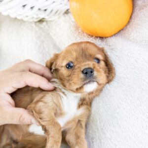 king cavalier ruby for sale pa