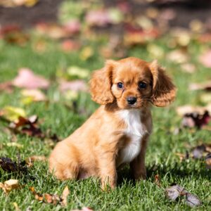 king cavalier ruby in pa