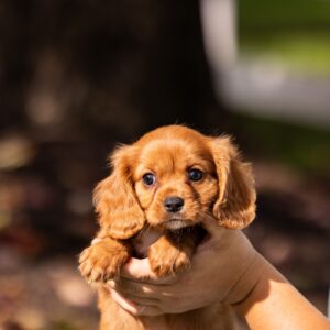 king cavalier ruby pa