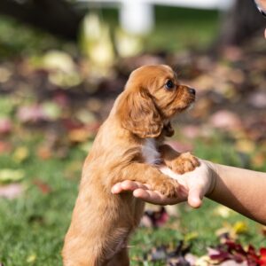 king cavalier ruby puppies