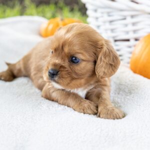 king cavalier ruby puppies