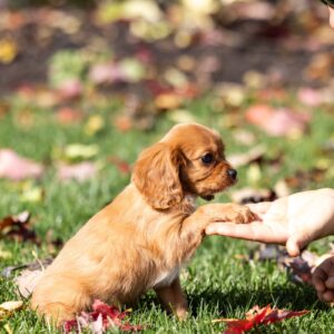 king cavalier ruby puppy