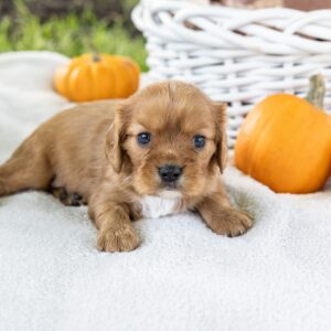 king cavalier ruby puppy