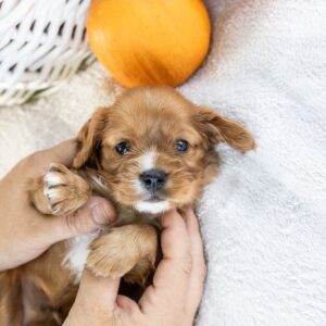 king charles cavalier ruby