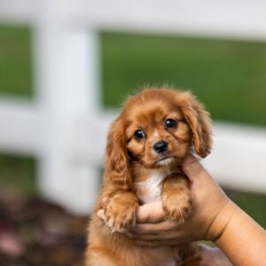 king charles cavalier ruby