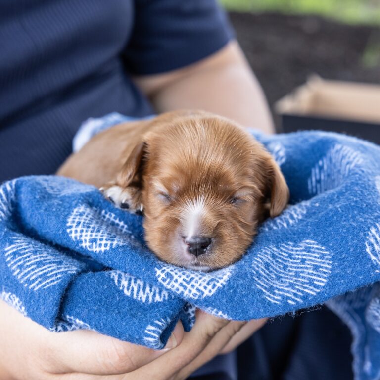king charles cavalier ruby