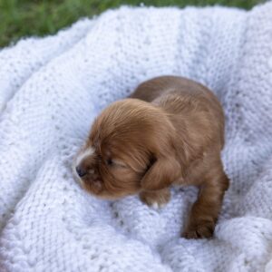 king charles cavalier ruby for sale