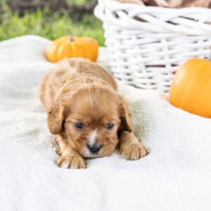 king charles cavalier ruby for sale pa