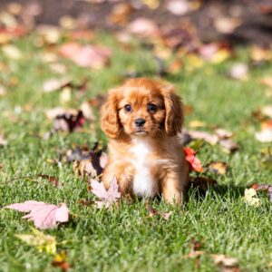 king charles cavalier ruby in pa