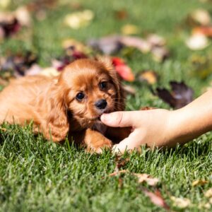 king charles cavalier ruby near me