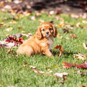 king charles cavalier ruby pa