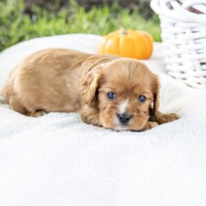 king charles cavalier ruby pa