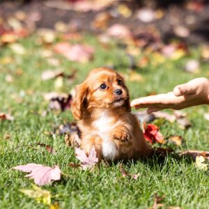 king charles cavalier ruby puppies