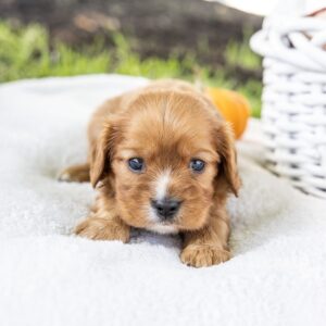 king charles cavalier ruby puppies