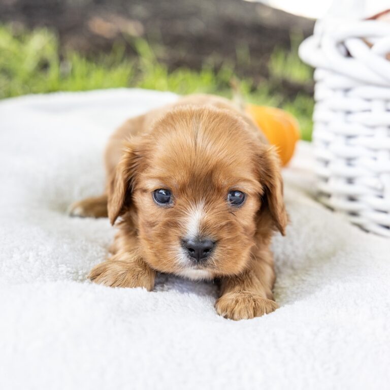 king charles cavalier ruby puppies