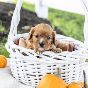 king charles cavalier ruby puppies for sale