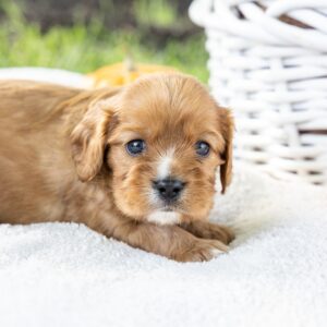 king charles cavalier ruby puppies for sale pa