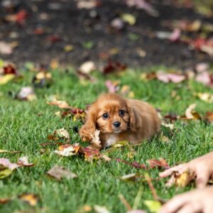 king charles cavalier ruby puppy