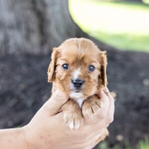 king charles cavalier ruby puppy