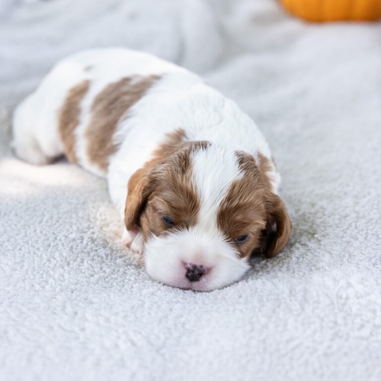 puppy king charles cavalier for sale near me