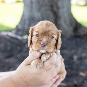 ruby red king charles cavalier