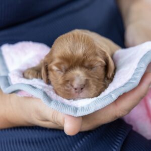 ruby red king charles cavalier