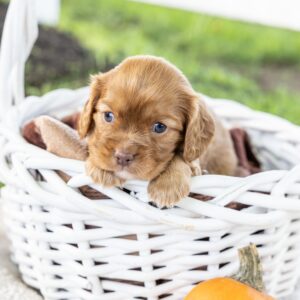 ruby red king charles cavalier for sale