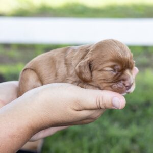 ruby red king charles cavalier for sale