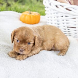 ruby red king charles cavalier for sale near me dc