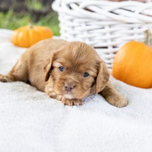 ruby red king charles cavalier for sale near me ny