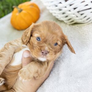 ruby red king charles cavalier for sale near me pa