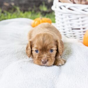 ruby red king charles cavalier for sale pa