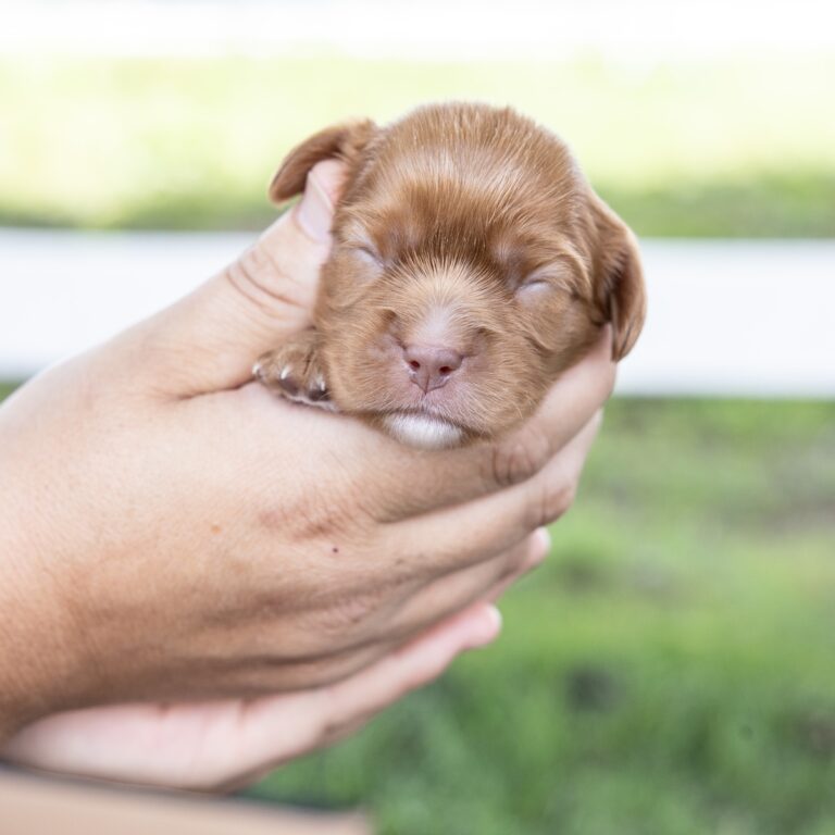ruby red king charles cavalier for sale pa