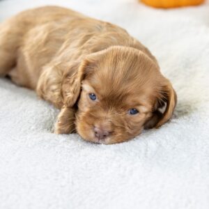 ruby red king charles cavalier puppies