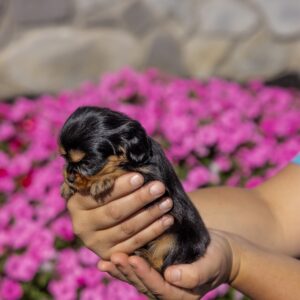tan and black cavalier king charles spaniel
