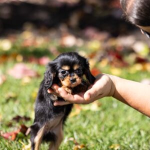 tan and black cavalier king charles spaniel