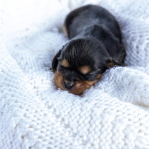tan and black cavalier king charles spaniel