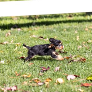 tan and black cavalier king charles spaniel breeder