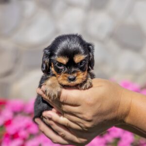 tan and black cavalier king charles spaniel for sale