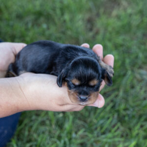 tan and black cavalier king charles spaniel for sale