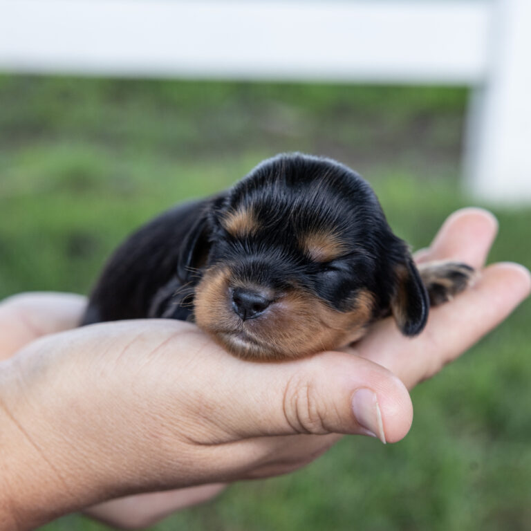 tan and black cavalier king charles spaniel for sale near me