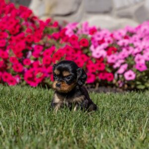 tan and black cavalier king charles spaniel for sale pa