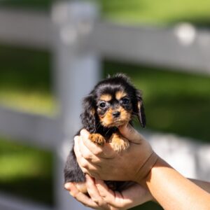 tan and black cavalier king charles spaniel in pa
