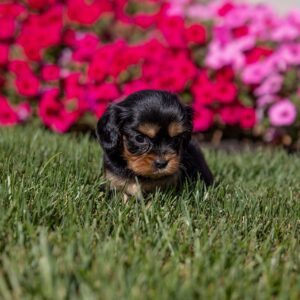 tan and black cavalier king charles spaniel pa