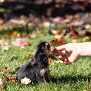 tan and black cavalier king charles spaniel puppies