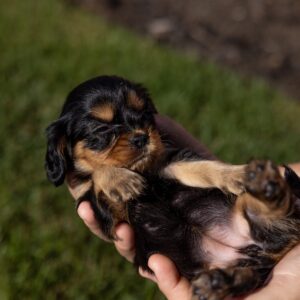 tan and black cavalier king charles spaniel puppies